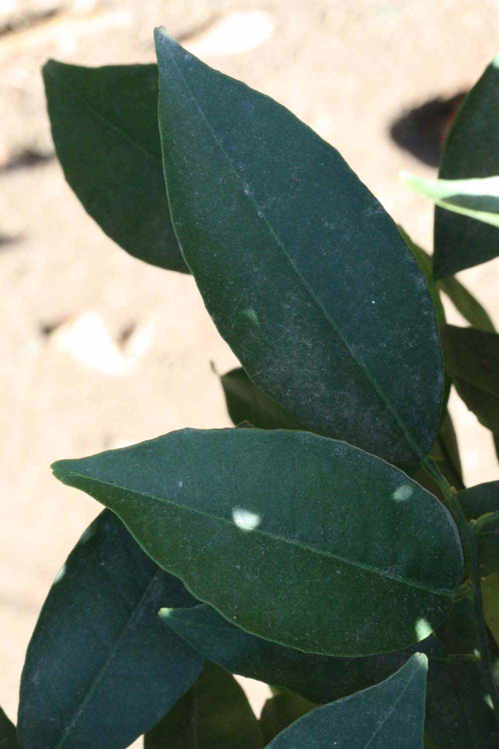              Shade leaves (Riverside, CA)       